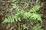 Smalle stekelvaren (Dryopteris carthusiana)