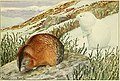 Nelson's collared lemming