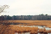 Freshwater marsh in Kittery Point, Maine Early Spring Marsh.jpg