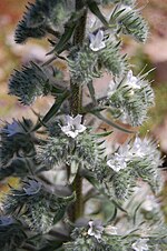 Miniatura para Echium italicum