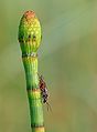 Equisetum fluviatile