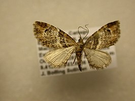 Eupithecia briseis