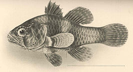 Apogonichthys perdix