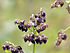 Fagopyrum esculentum seed 001.jpg