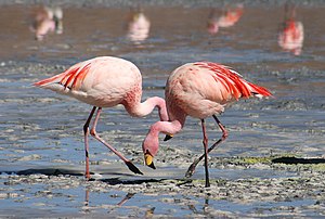 Português: Flamingos-de-james na Laguna Colora...