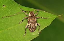 Astylopsis macula