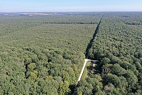 Image illustrative de l’article Forêt de Cîteaux