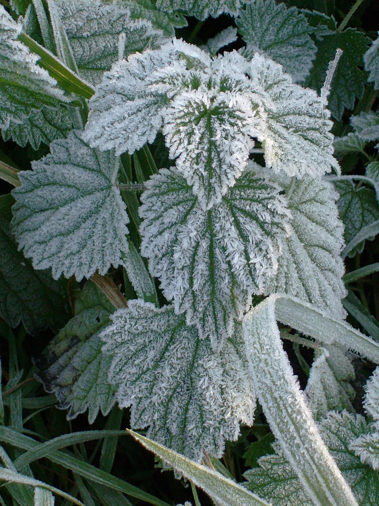 http://upload.wikimedia.org/wikipedia/commons/thumb/3/38/Frost_on_a_nettle%2C_Netherlands.jpg/768px-Frost_on_a_nettle%2C_Netherlands.jpg