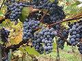 Cep de Gamay N prêt pour les vendanges.