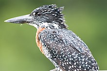 Giant Kingfisher 2338008631.jpg