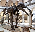 Gomphotherium a Müncheni Palaeontológiai Múzeumban