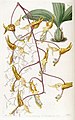 Planche de Gongora maculata