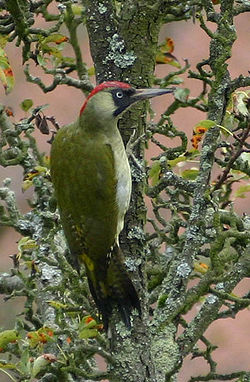 Grünspecht Picus viridis.jpg