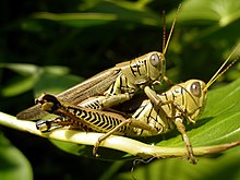 220px-Grasshopper_at_MGSP