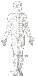 Area of the human body surface innervated by each spinal nerve Gray797.png