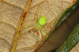 Araneus juniperi