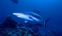 Grey reef shark.jpg