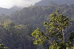 Vignette pour Réserve naturelle de Tangkoko Batuangus