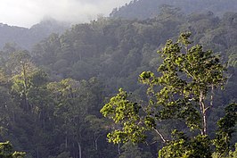 Natuurreservaat Tangkoko Batuangus