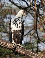 Tiletni mladič ob reki Grumeti, Serengeti, Tanzanija