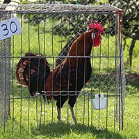 Bergische Crower crowing Hanenkraaiwedstrijd (cropped2).jpg