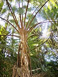 Miniatura para Parque nacional Cusuco