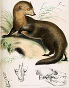Drawing of brown mongoose
