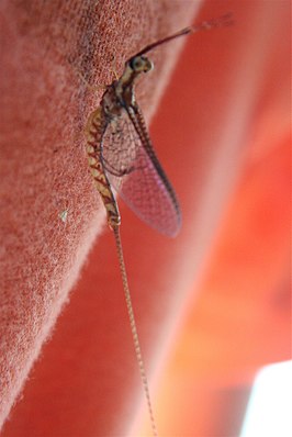 Hexagenia limbata