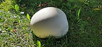 Calvatia gigantea