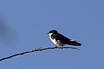 Miniatura para Hirundo megaensis