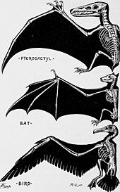 Vertebrate wings are partly homologous (from forelimbs), but analogous as organs of flight in (1) pterosaurs, (2) bats, (3) birds, evolved separately. Homology.jpg