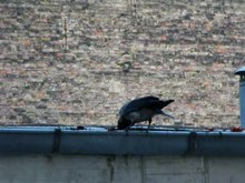 Файл: Ворона с капюшоном (Corvus cornix) очищает водосток. Webm