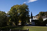 4 Sommerlinden (Tilia platyphyllos)