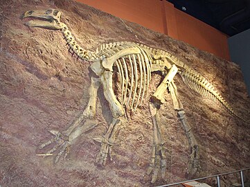 Pink Iggy, Iguanodon skeleton