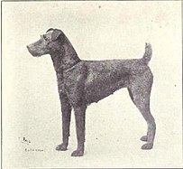 Irish Terrier um 1915