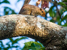 Funambulus tristriatus