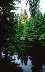 Kiidk'yaas tree in 1984, Queen Charlotte Islands, British Columbia