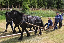 Deux chevaux noir attelés tractant dans un champ