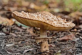 Un Chlorophyllum rhacodes de profil.