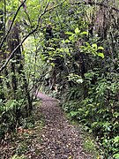 Path to the lake