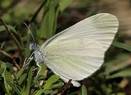 Zwartsprietboswitje