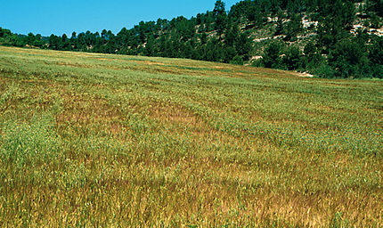 Sant Martí de Tous (Anoia), 15 de maig de 2001