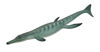 Life reconstruction of Metriorhynchus brevirostris.png