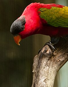 The Lorius domicella, or purple-naped lory, from Indonesia.