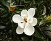 English: Magnolia grandiflora flower and folia...