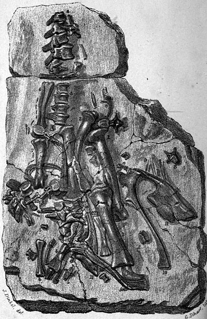 File:Maidstone fossil Iguanodon 1840.jpg