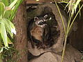 Mapache en el Parque Zoológico Caricuao, Caracas, Venezuela.JPG