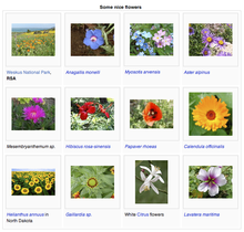 Images can be arranged in galleries, a feature that is used extensively for Wikimedia's media archive, Wikimedia Commons. MediaWiki's gallery feature.png