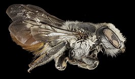 Megachile chlorura