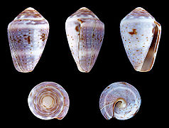 Conus coronatus